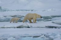 IJsbeer met jong Spitsbergen (2)