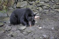Zwarte beer (2)