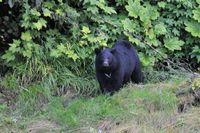 Zwarte beer Alaska