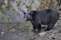 Zwarte beer zoekt zalm